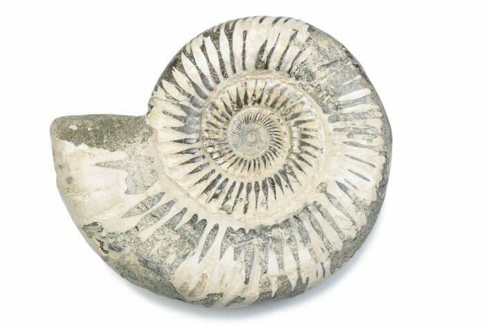 Polished Jurassic Ammonite (Perisphinctes) - Madagascar #378945